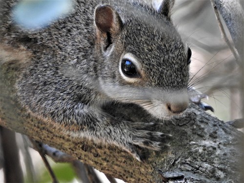 Allen's Squirrel