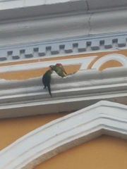Psittacara finschi