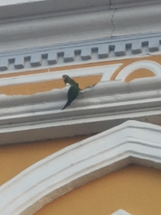 Psittacara finschi