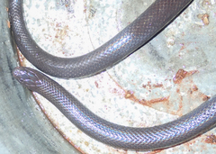 Amblyodipsas polylepis