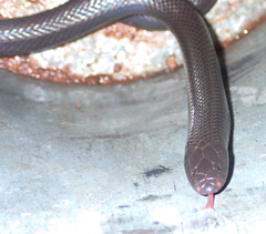 Amblyodipsas polylepis