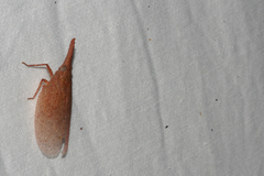Rentinus dilatatus