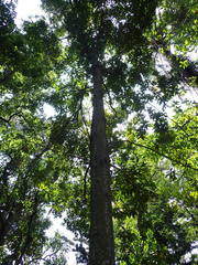 Lithocarpus harlandii