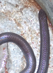 Amblyodipsas polylepis