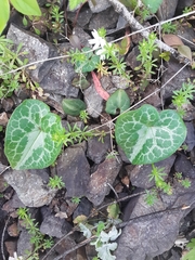 Asarum marmoratum