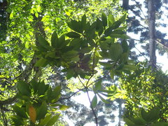 Lithocarpus harlandii