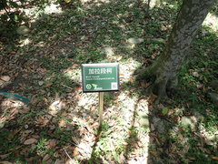 Lithocarpus harlandii