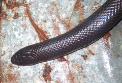Amblyodipsas polylepis