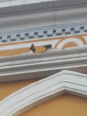 Psittacara finschi