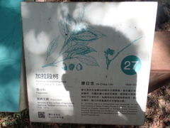 Lithocarpus harlandii