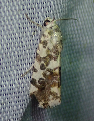 Acontia transfigurata