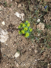 Euphorbia glareosa