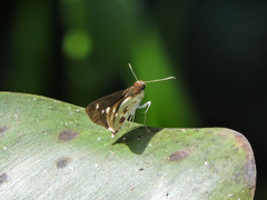 Vettius fantasos