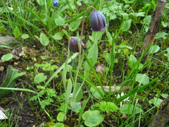 Fritillaria armena