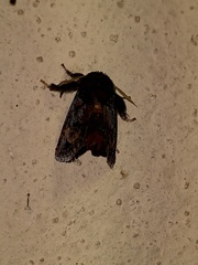 Euphobetron cupreitincta