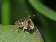Vettius fantasos