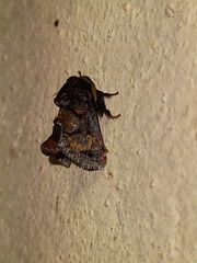 Euphobetron cupreitincta