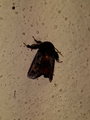 Euphobetron cupreitincta