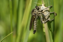 Dysmachus fuscipennis