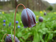 Fritillaria armena
