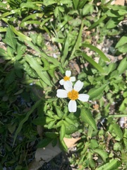 Bidens alba
