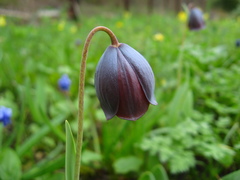 Fritillaria armena