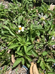 Bidens alba