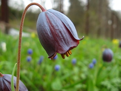 Fritillaria armena