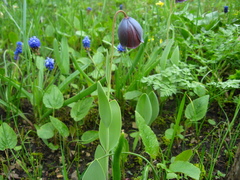 Fritillaria armena