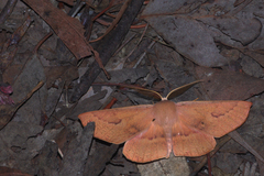 Monoctenia falernaria