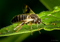 Abia fasciata