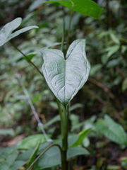 Chlorospatha