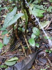 Chlorospatha