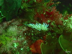 Phyllodesmium horridum