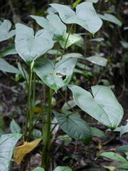 Chlorospatha