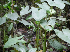 Chlorospatha