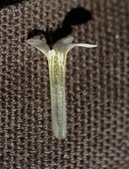 Eriastrum tracyi