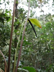 Anthurium bogotense