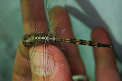 Orthetrum brachiale