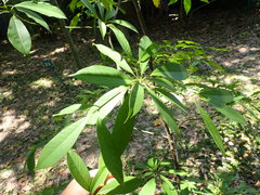 Machilus zuihoensis mushaensis