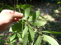Machilus zuihoensis mushaensis