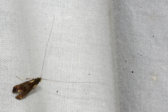 Nemophora topazias