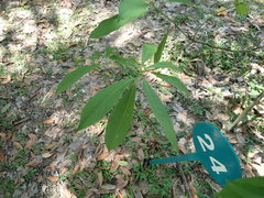 Machilus zuihoensis mushaensis