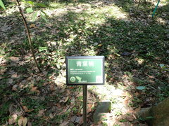 Machilus zuihoensis mushaensis