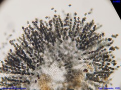 Schizothecium cervinum