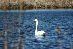 Cygnus olor