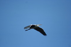 Ardea cinerea
