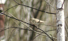Phylloscopus trochilus