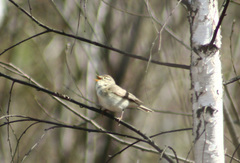 Phylloscopus trochilus
