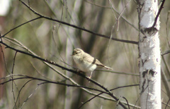 Phylloscopus trochilus